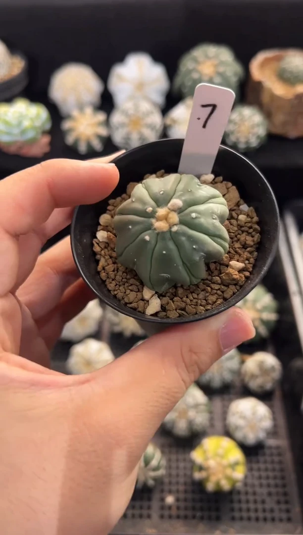 龟甲海星实生编码7