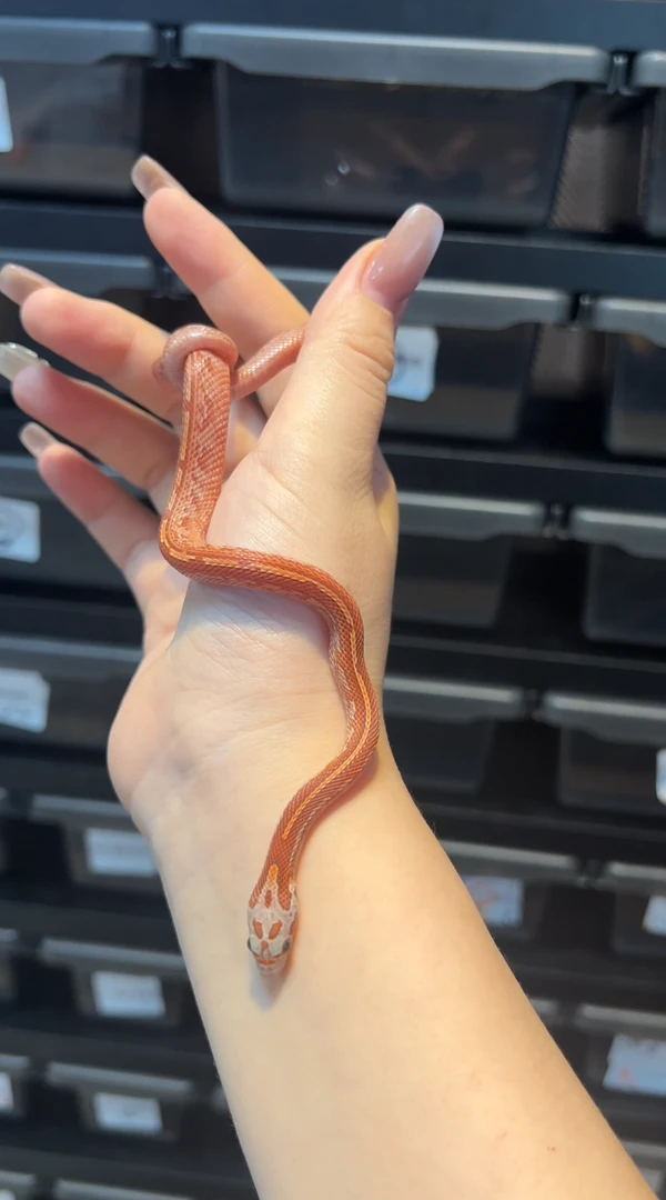 A36血红显直玉米宠物蛇 一图一物健康包活包开食