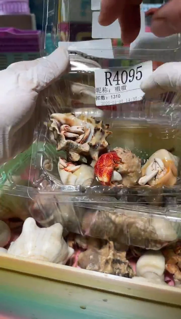 嗷*陌派有钳寄居蟹4095