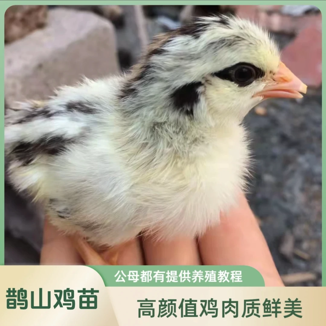 宠物小鸡鹊山鸡疫苗齐全顺丰包邮