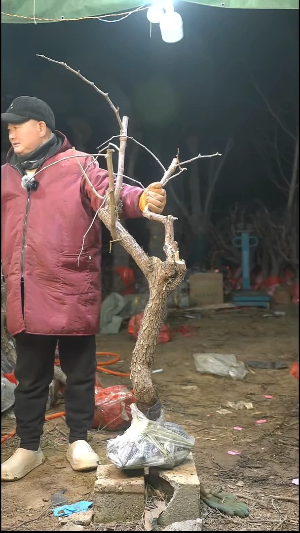 完全开放枣树534