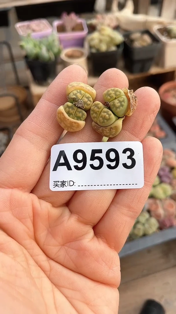 【闪购商品】9593直播一物一拍