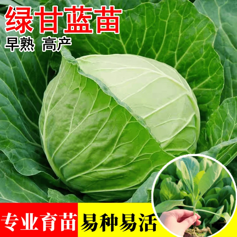 绿甘蓝苗圆白菜苗黄心包菜苗大头菜种籽子苗春秋季阳台菜园蔬菜苗
