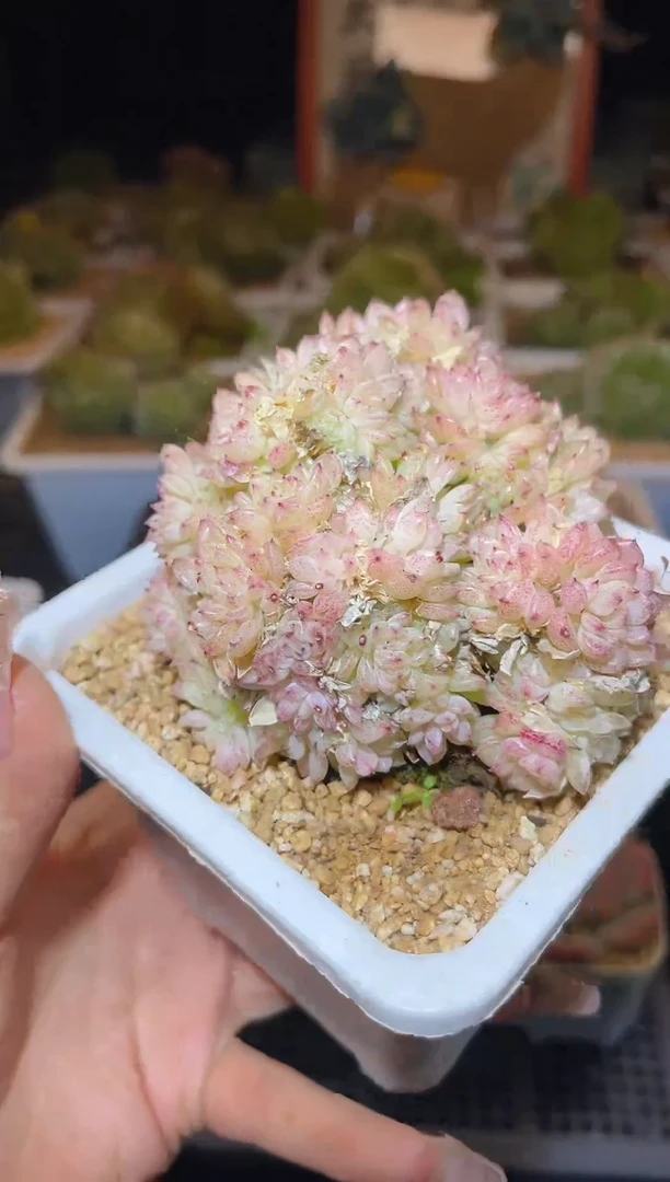 【闪购商品】249捧花