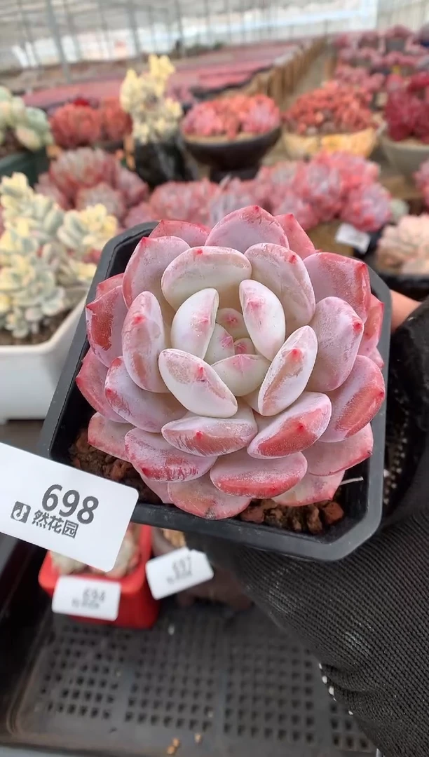 698紫皮橙一物一拍多肉植物