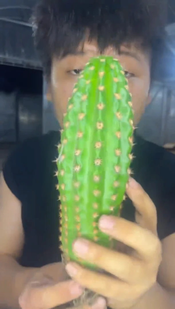 短豪刺 毛花柱【带根】