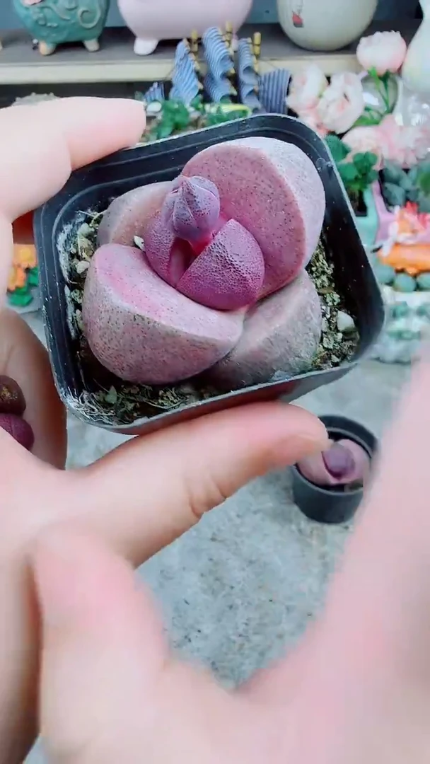 带花苞紫元宝5公分以上1颗带盆发