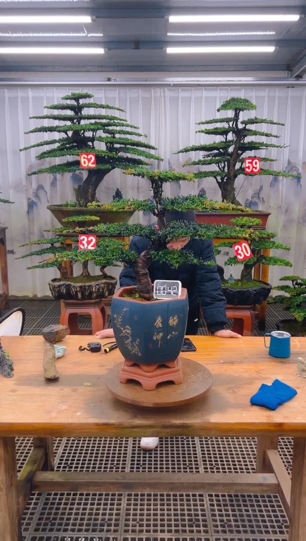 无花朵精品盆景直播间一物一拍