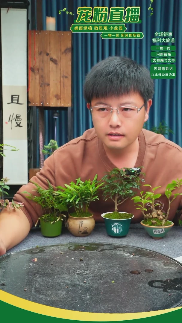 无花朵c*3苔藓微景观558号