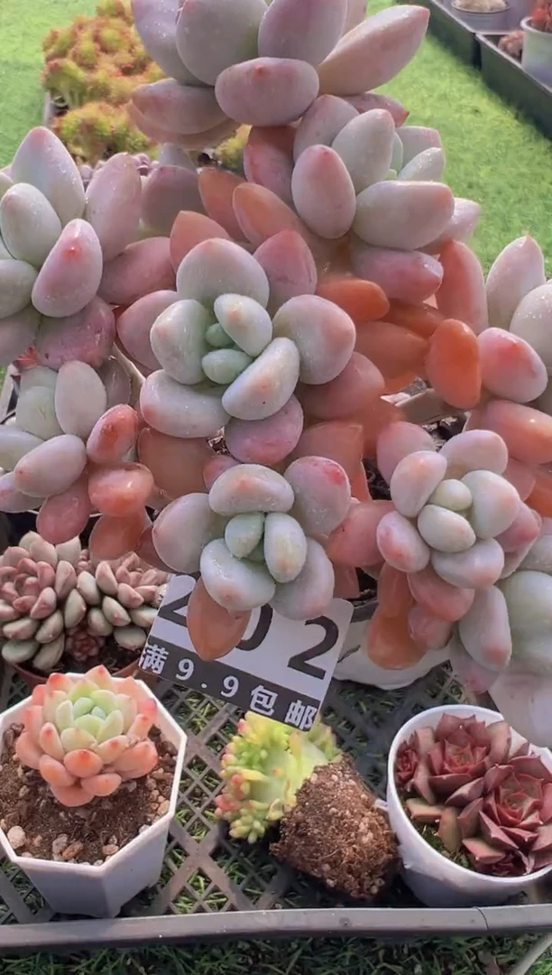 【闪购商品】信福多肉一物一拍