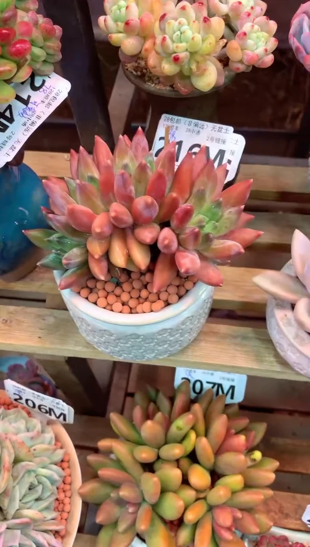 216M（一物一拍，精品多肉，所见即所得 ）