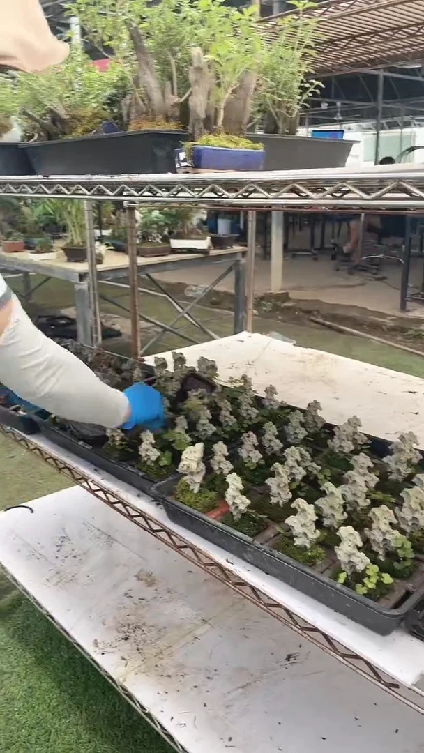 无花朵紫砂附石 阿波蕨