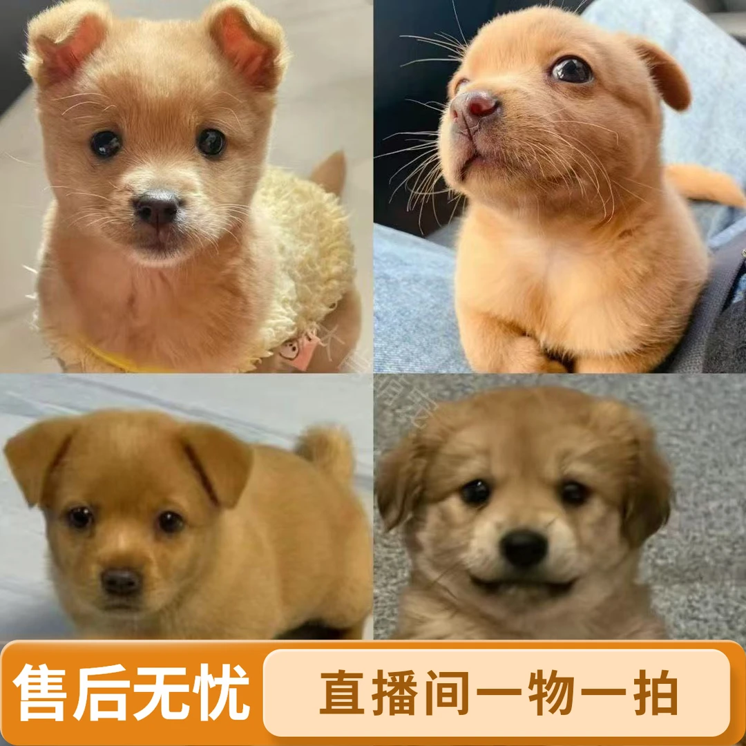 一物一拍中华田园犬混血柯基混血金毛混血宠物狗