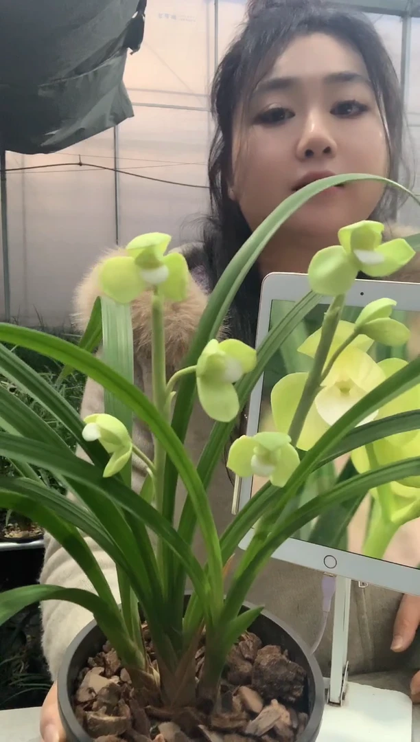 当前无花栽培后可以开花春剑素荷3苗带花种好发货