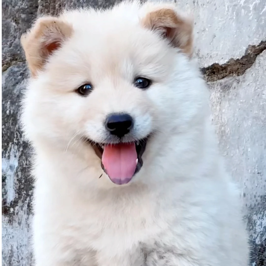 容县啊胜中华田园犬