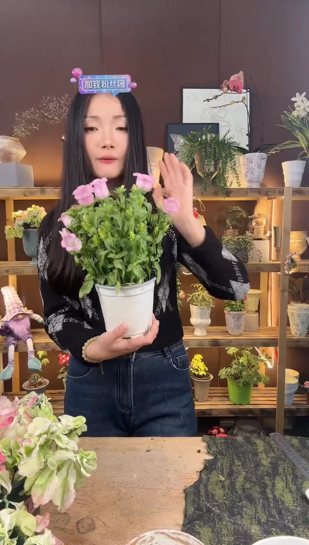 以实际为准酒杯风铃育苗盆968