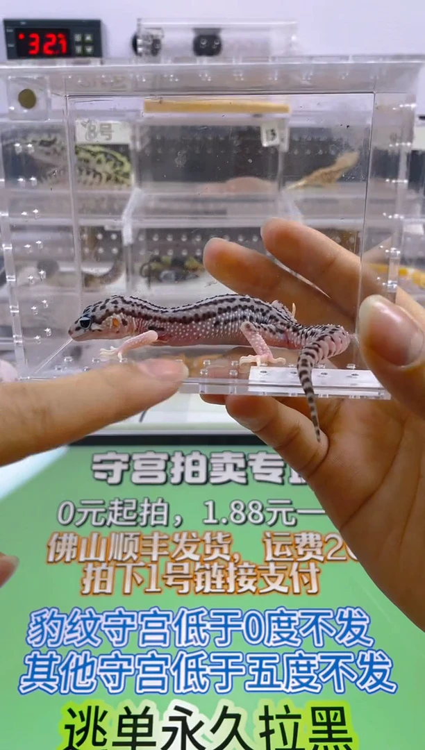 豹纹守宫豹纹守宫肥尾遛弯尾苗子亚成成体