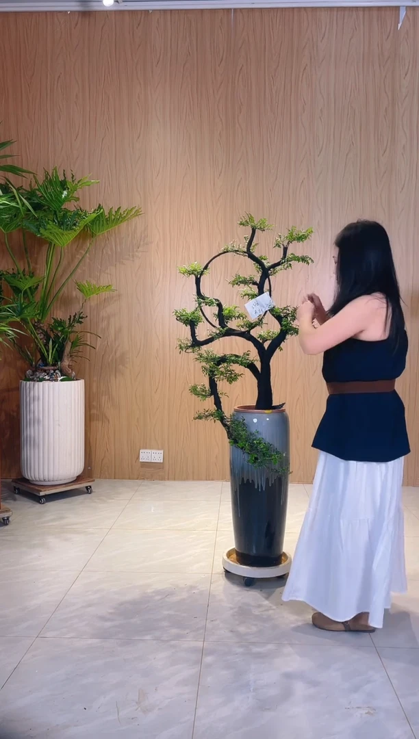 当前无花栽培后可以开花一物一拍小叶紫檀黑骨茶