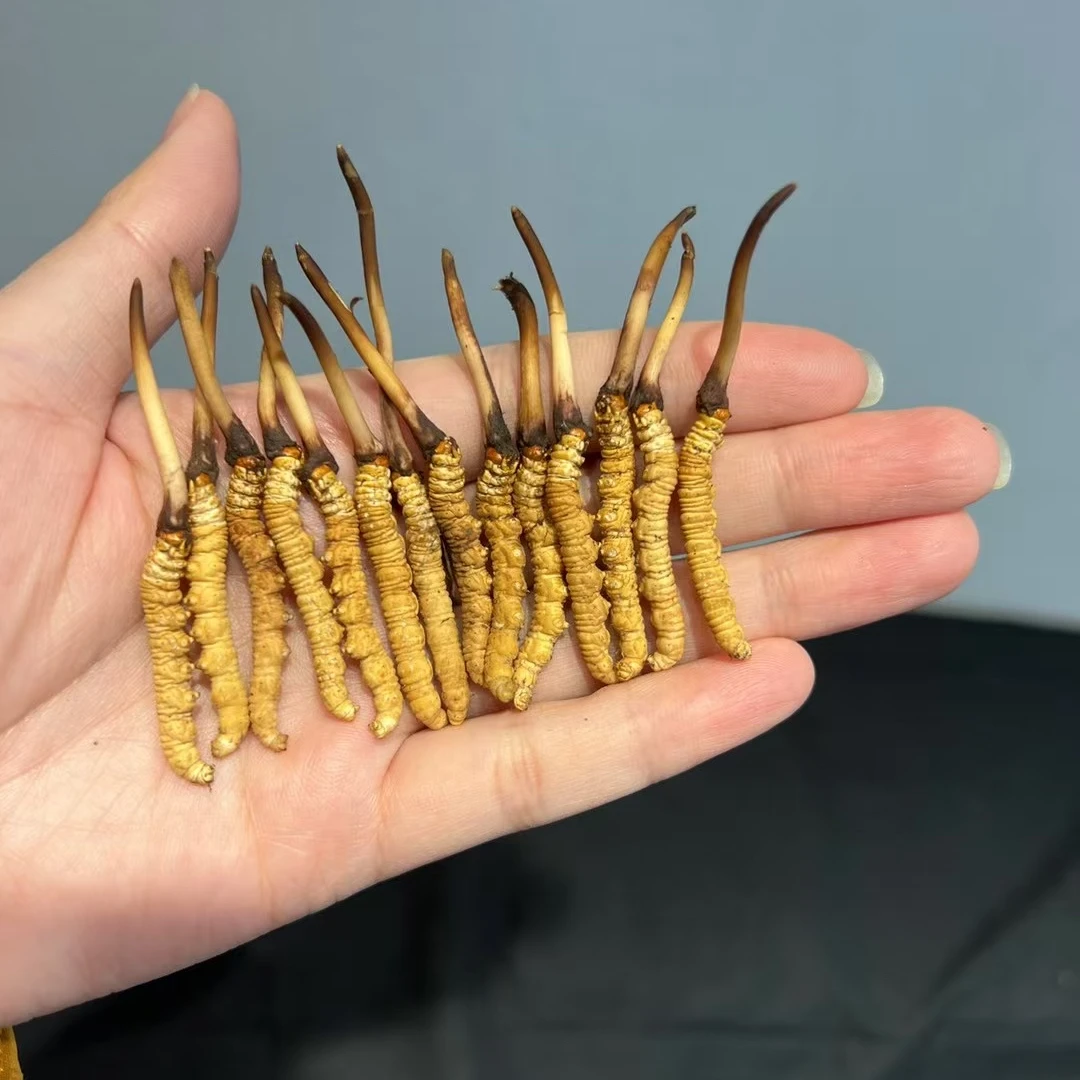 (啊娥专属) 精品 青海高海拔冬虫夏草30条（0.6g-0.7g/条）