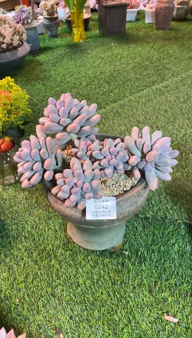 【闪购商品】0242a