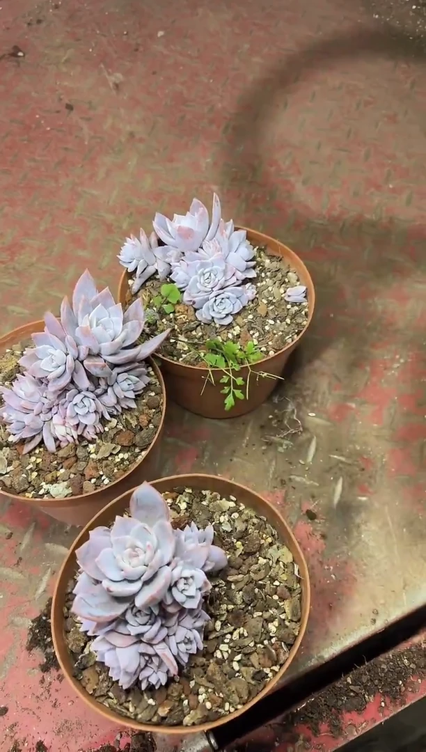 小号 7头起红茶15.88