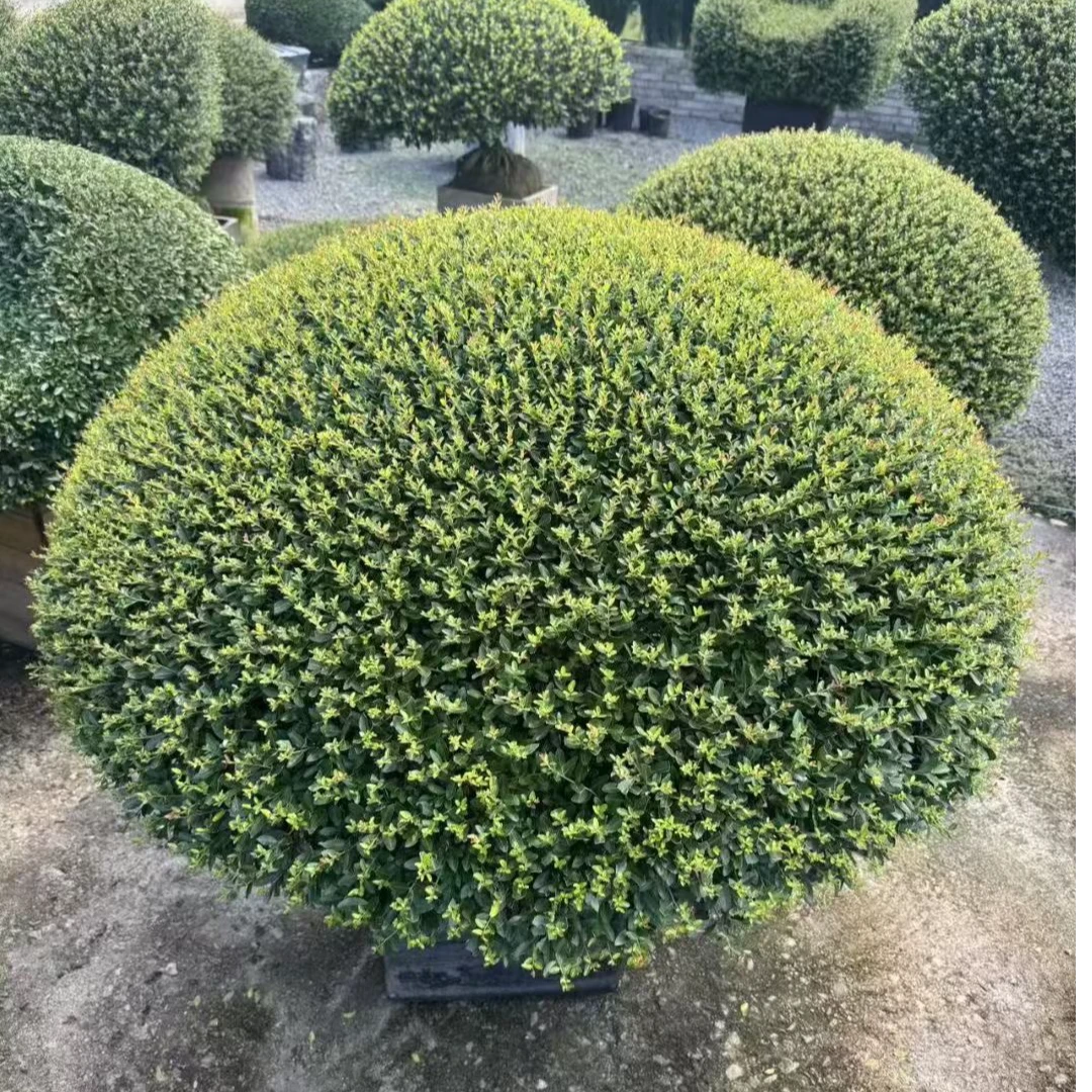花镜植物搭配耐寒耐热四季常青生长速度慢好打理冬青先令龟甲冬青