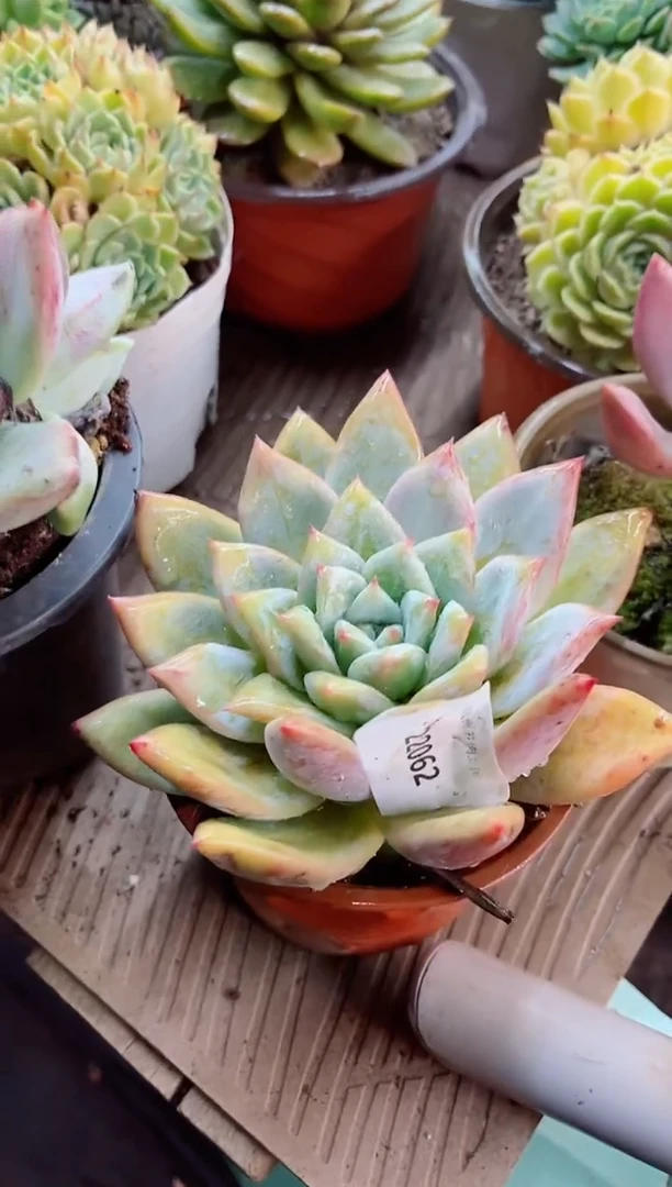 昊*22062多肉植物一物一拍