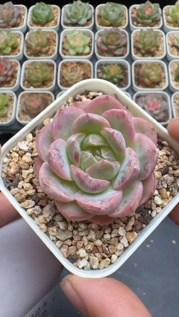 238G云禹多肉植物 脱土纸巾打包 3颗包邮