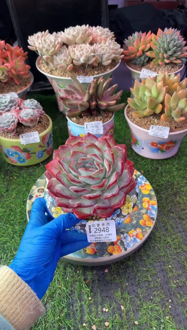 昆明印象多肉2948