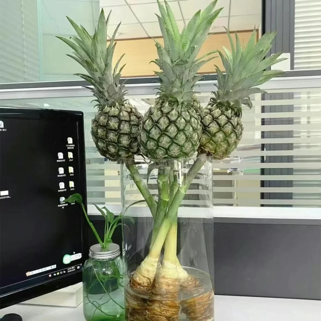 【大聪明卖花】菠萝花材  任意两单鲜花升级快递-元旦福利