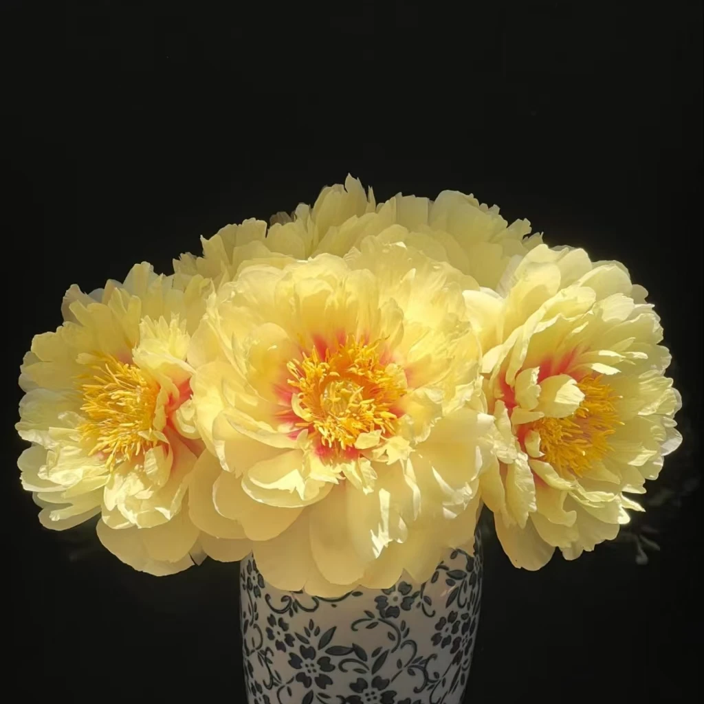 【现货-芭茨拉】伊藤系列芍药鲜切花水培水瓶大花苞