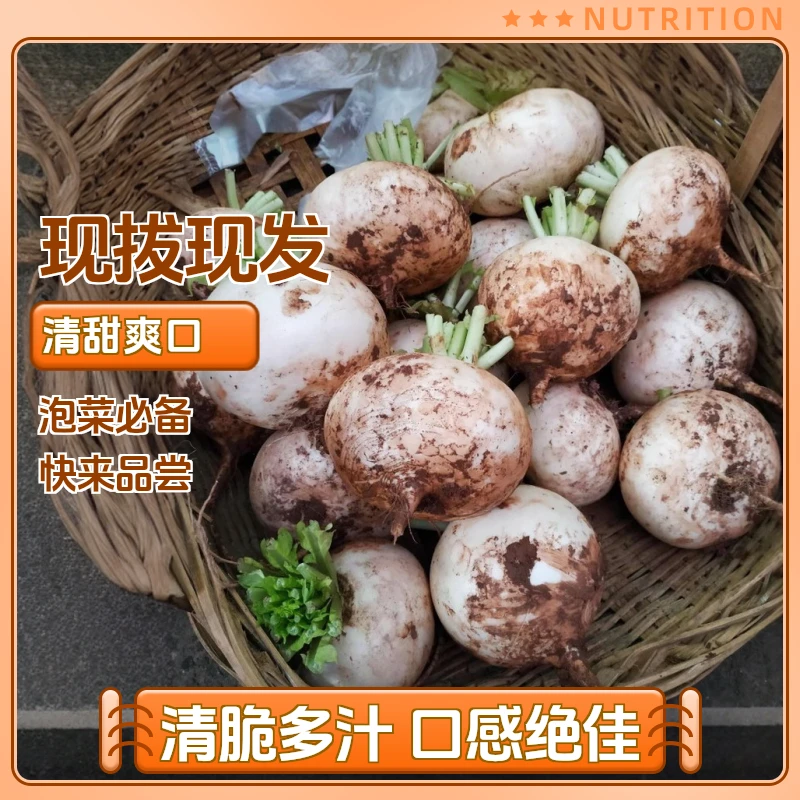 四川圆白萝卜打霜春不老萝卜农家新鲜蔬菜现拔现发芥菜青菜泡菜
