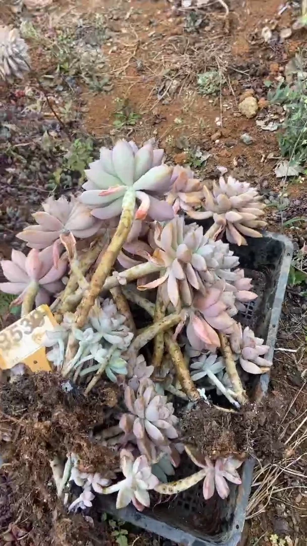 【闪购商品】B539清风花木兰多肉组合