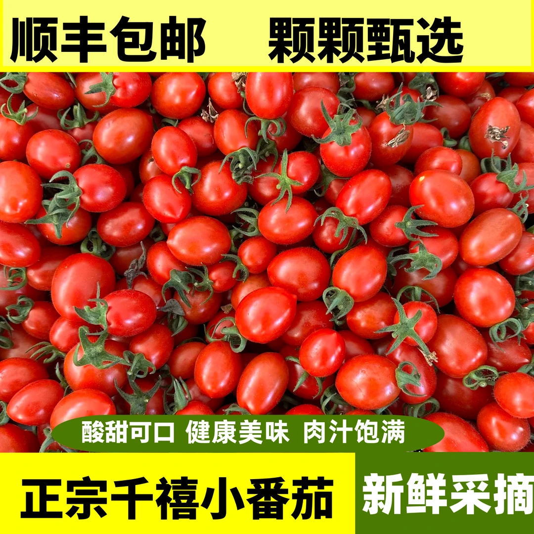 【顺丰冰袋现采现发】五斤千禧圣女果中小爆汁小番茄酸甜可口果味好