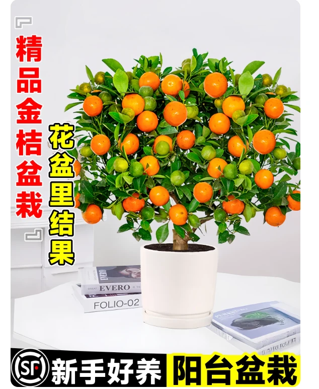 30-40cm金桔盆栽苗四季脆皮果期带果盆栽可食用阳台种植好养易活
