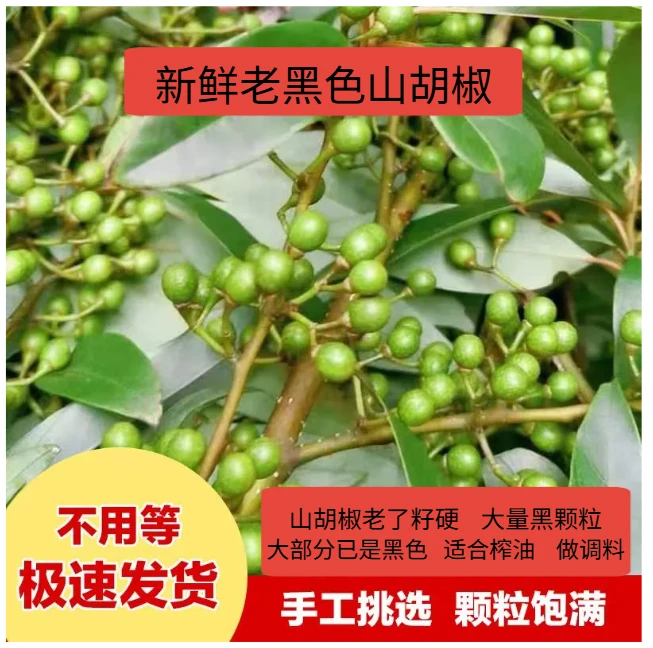 新鲜山胡椒湖南本地特产现摘现发木姜子去腥山苍子调味料