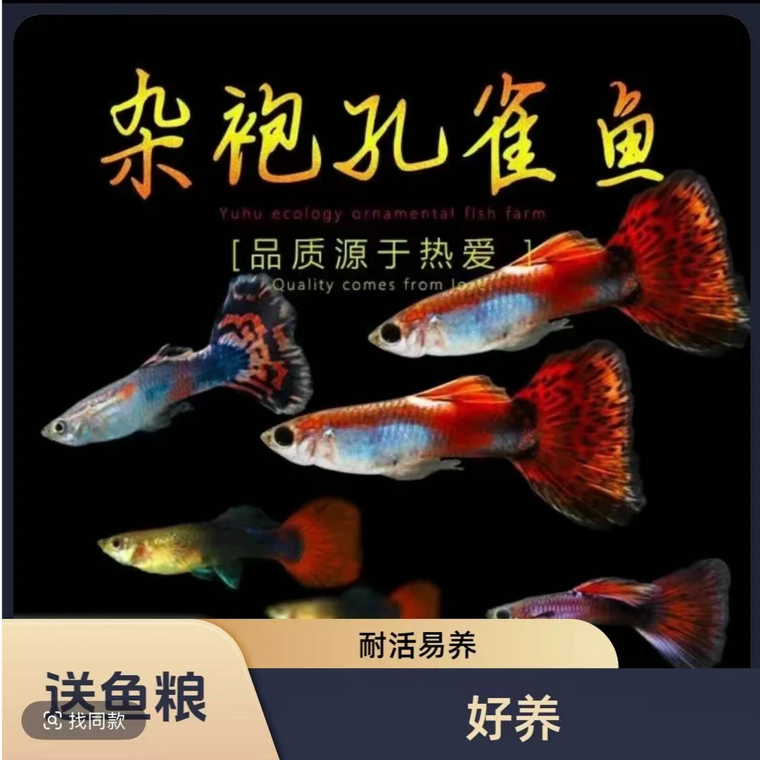 【新手推荐】孔雀鱼观赏鱼苗淡水小型鱼好热带养耐活凤尾活体