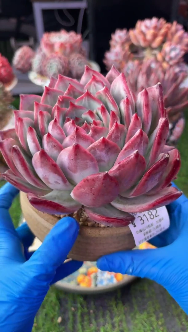 昆明印象多肉3182