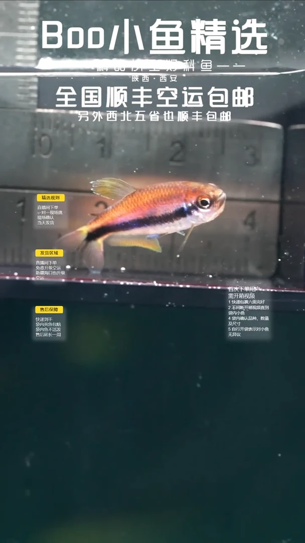 灯科鱼625016超级dy