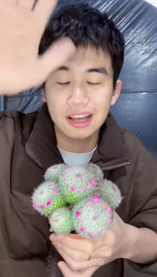 【闪购商品】实生根 多头 玉翁