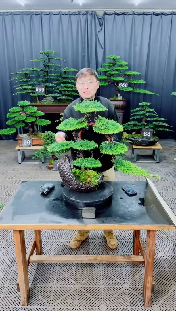 无花朵盆景.........