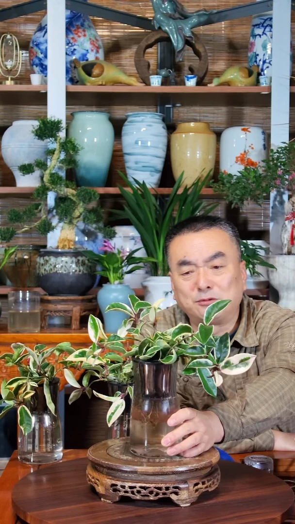 无花朵多*水之韵水培心叶球兰