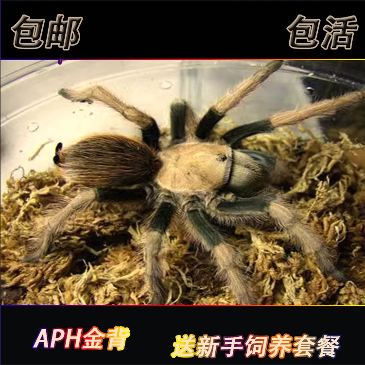 Aph金背蜘蛛5-15厘米宠物新手入门温顺长寿品种可爱好养