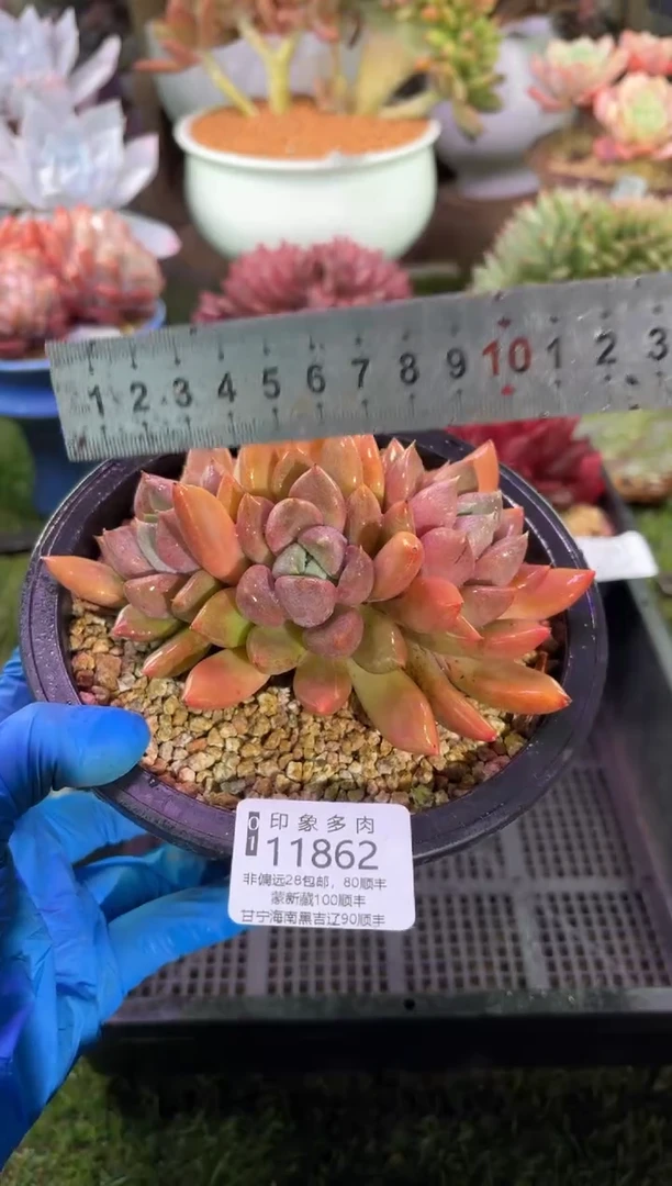 【闪购商品】11862