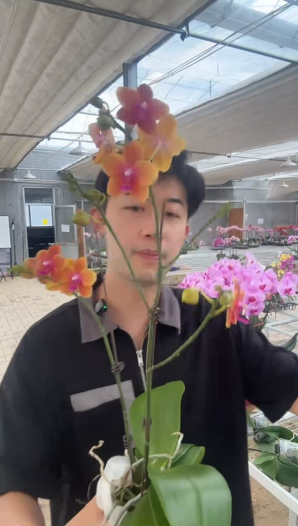 完全开放香恋博格丽 01