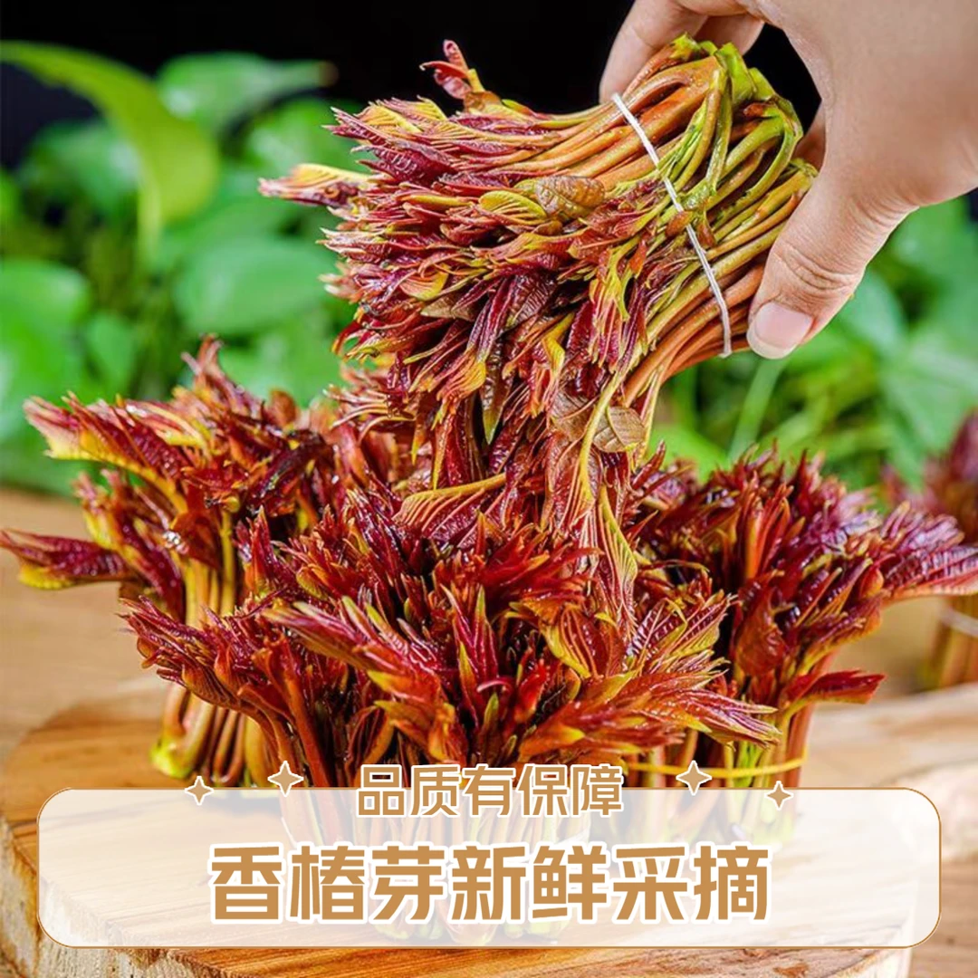 【头茬香椿芽】鲜香椿芽香椿味正香椿味浓顺丰包邮新鲜到家香椿芽