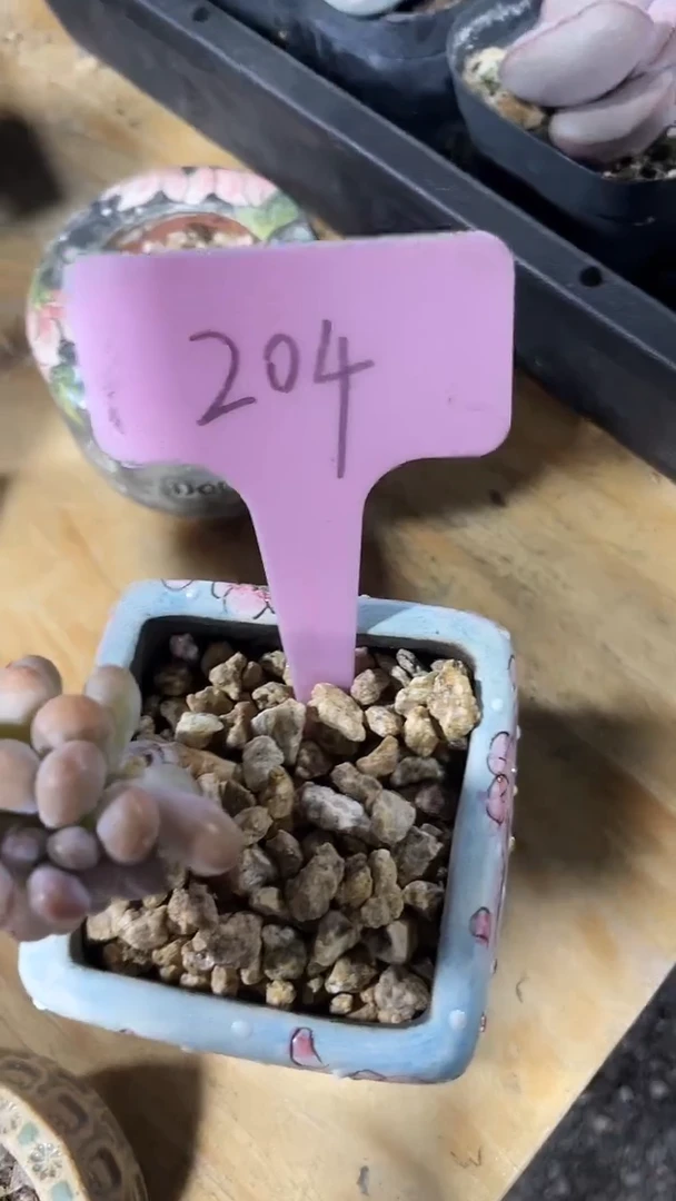 &*&1颗      多肉 不含盆 204