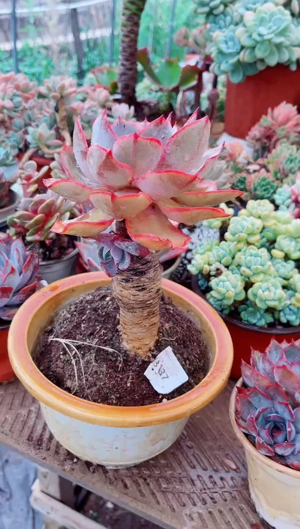 橘*皮13137多肉植物一物一拍