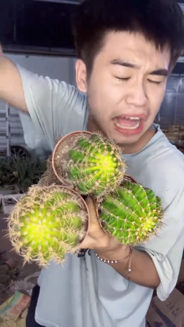 6颗 实生根 席克氏彩草  5-7cm