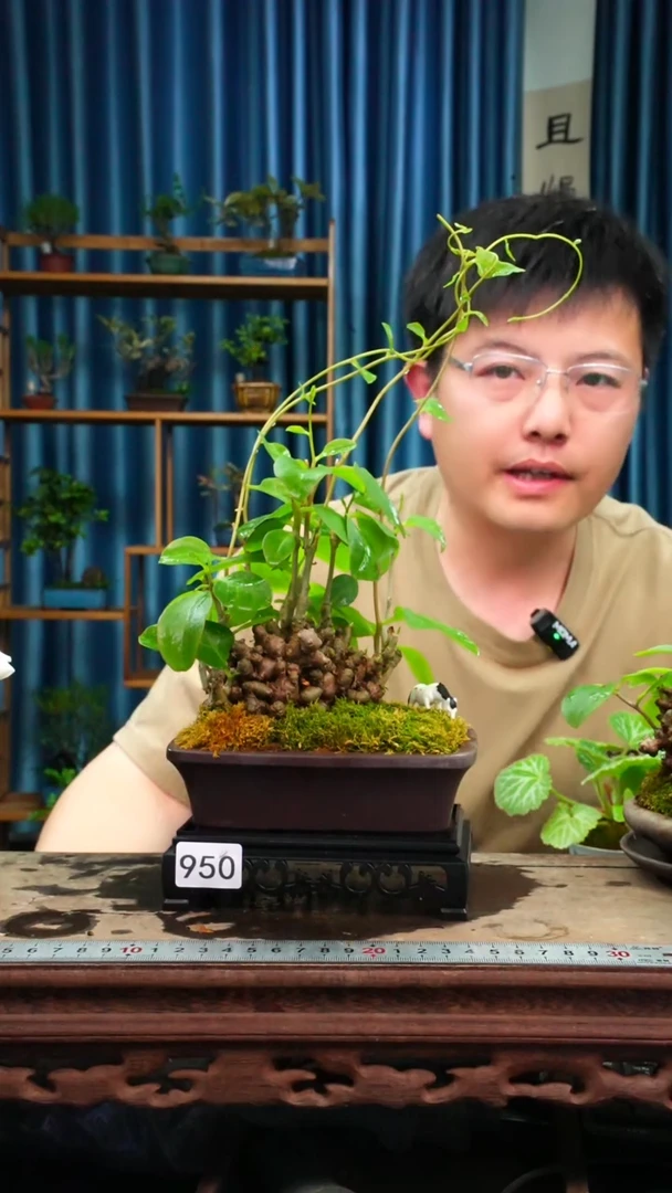 无花朵苔藓微景观950号
